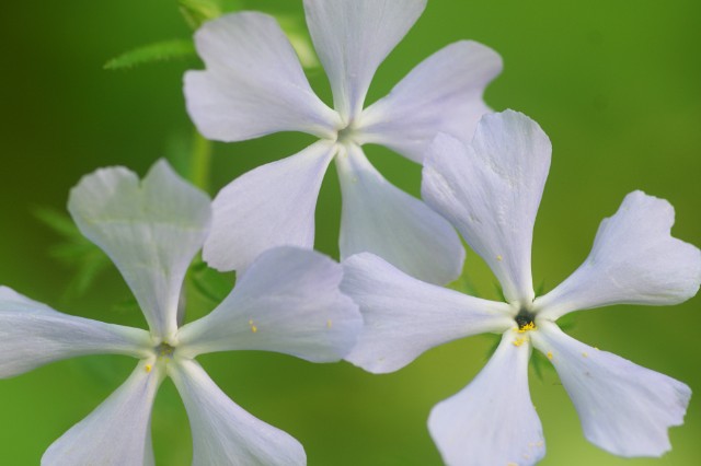 020a